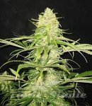 CBD Seeds - Critical