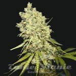 BIOHAZARD SEEDS - Somanta