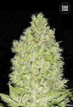 BULK SEED BANK - Chronical