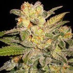 G13 LABS - AUTO NL