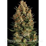 PYRAMID SEEDS - Auto Wembley