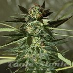ROYAL DUTCH GENETICS - Strawberry Kush