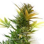 FLASH SEEDS - Cobra Auto