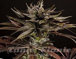 PHILOSOPHER SEEDS - Spicy CBD