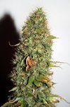 SEEDSMAN - Auto Kush