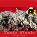 REGGAE SEEDS - O'Haze Red