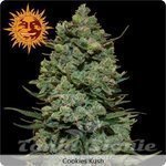 BARNEY’S FARM - Cookies Kush