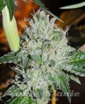KARMA GENETICS - Karmarado OG