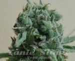 KALASHNIKOV SEEDS - White Widow 47