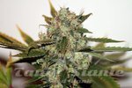 SEEDSMAN - Original Skunk #1 Fast