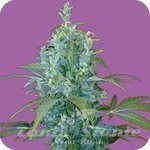 SEEDS OF LIFE - Kabala