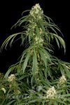 DINAFEM - Super Silver