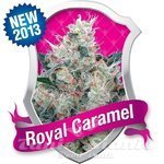 ROYAL QUEEN SEEDS - Royal Caramel