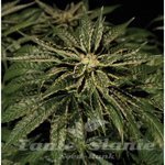 THE BULLDOG SEEDS - O.Z. Kush