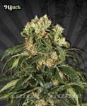 AUTO SEEDS - Hijack