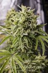 DINAFEM - Bubba Kush Auto