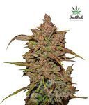 FASTBUDS - Crystal Meth