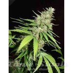 FANTASEEDS - Top 44