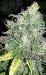 Biological Seeds - Canadian Cream