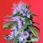 BOMB SEEDS - Berry Bomb