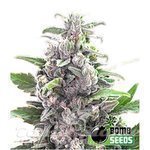 BOMB SEEDS - THC Bomb Auto