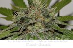SEEDSMAN - Mama Mia
