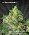AUTO SEEDS - Ultra Lemon Haze