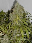 THE CALI CONNECION - Grape OG