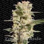 PARADISE SEEDS - Belladonna