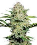 SENSI SEEDS - Shiva Skunk Automatic