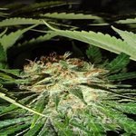 GREEN LABEL - Everest Bud
