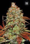 BULK SEED BANK - Auto Bubblegum Extra