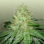 ROYAL DUTCH GENETICS - 6 Shooter