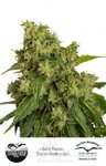 DUTCH PASSION - Auto Xtreme