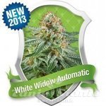 ROYAL QUEEN SEEDS - White Widow Automatic