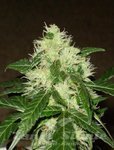 ! Lemon Skunk Auto