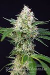 SWEET SEEDS - Crystal Candy Auto