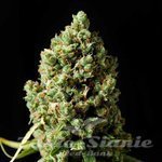 SEEDSMAN - Jack Herrer