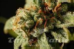 DINAFEM - Sweet Deep Grapefruit