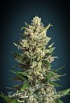 ADVANCED SEEDS - Ice Kush