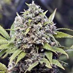 FEMALE SEEDS - Pure AK