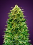 ADVANCED SEEDS - Amnesia