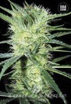 BULK SEED BANK - K2