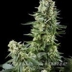 AMARANTA SEEDS - White Widow