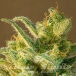 KANNABIA SEED - Mataro Blue Auto