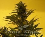 KETAMA SEEDS - Critical Ketama