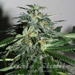 KC BRAINS - Cyber Cristal