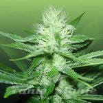 ROYAL DUTCH GENETICS - Train Wreck