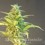 KANNABIA SEED - La Blanca Auto