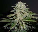 RESERVA PRIVADA - Sour Diesel
